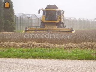 new holland Omgeving Venlo