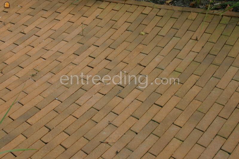 Gele gebakken 7duimers. Dikformaten