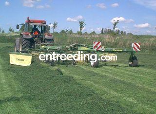  Omgeving Steenbergen