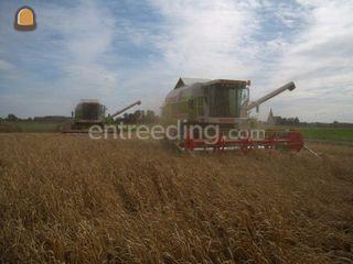 Claas mega 208 2x Omgeving Steenbergen