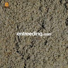 Zoet zand / putzand Omgeving Goes