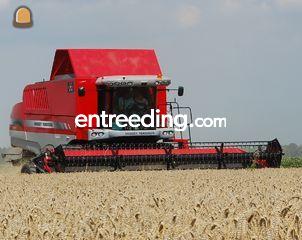 Graan en graszaad teelt Omgeving Hoekse Waard