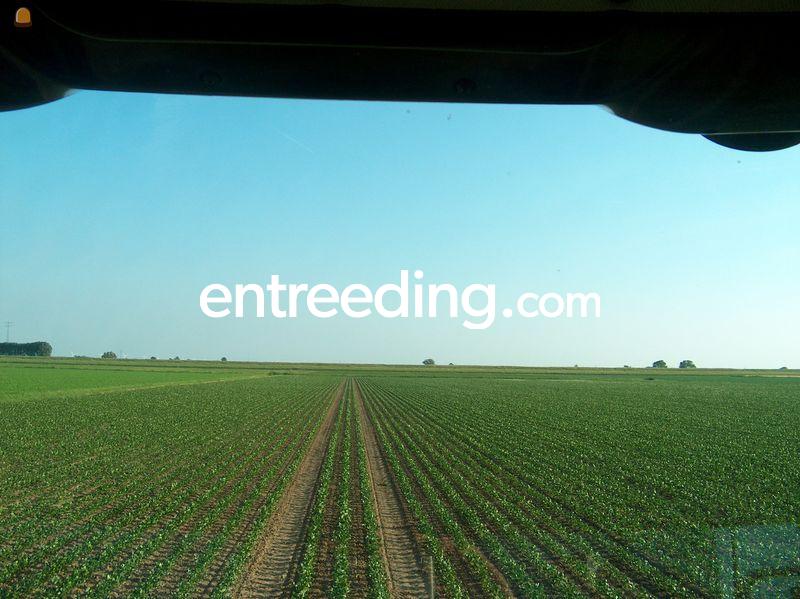 Agrifac Condor zelfrijdende landbouwspuit