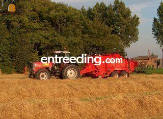 MF 8130 + MF balenpers 18... Omgeving Hoekse Waard