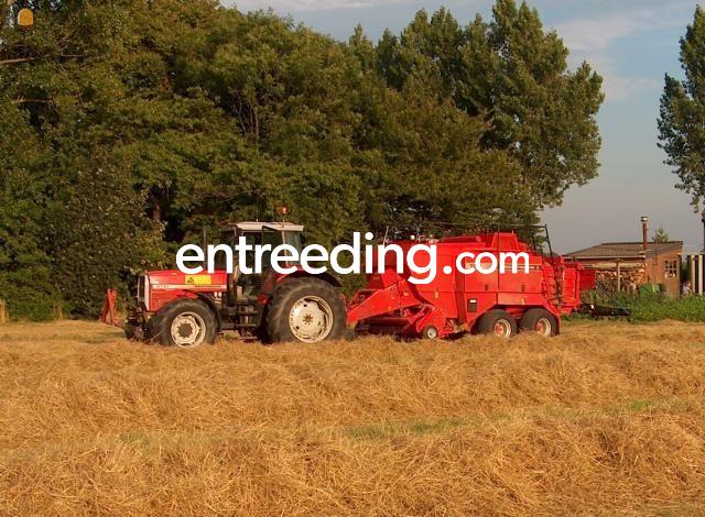 MF 8130 + MF balenpers 187