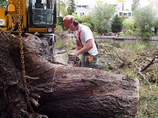 kappen van bomen Omgeving Zoetermeer