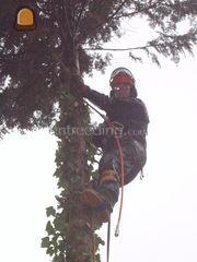 boomklimmers Omgeving Zoetermeer
