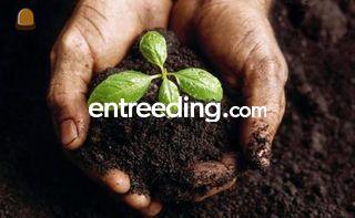 zwarte grond uit voorraad... Omgeving Hilversum