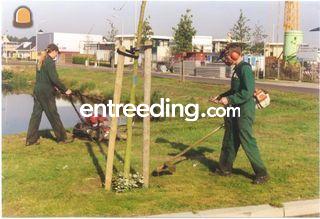 Bosmaaier  Omgeving Amersfoort