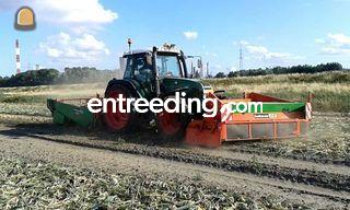 Uien rooien Omgeving Bergen op Zoom