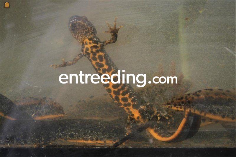 Ecologische onderzoek