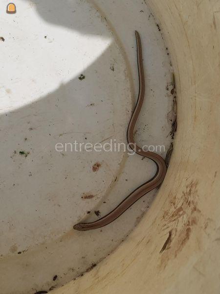 Ecologische onderzoek