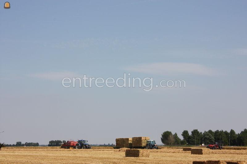 Newholland D1210S en BB960