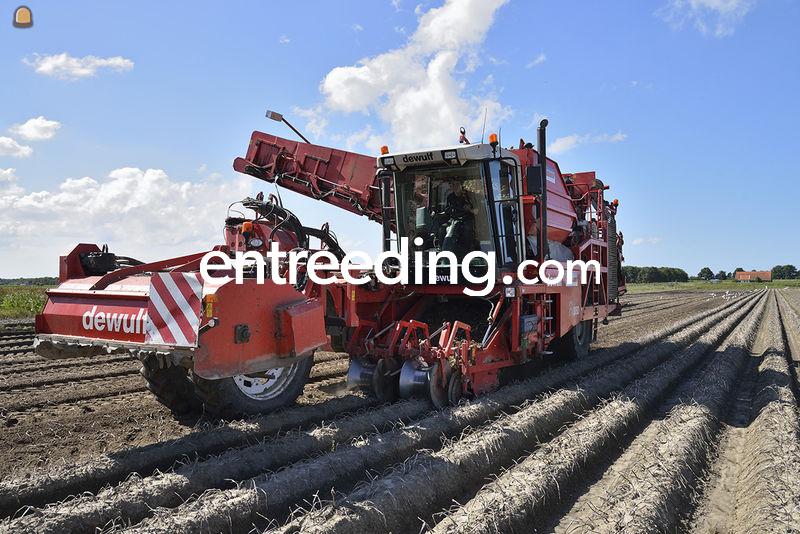 2 x DeWulf Mega R3060