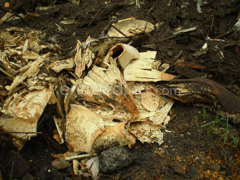 Stobbenfrees/stobbenboor