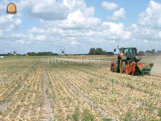 Holaras uienrooier/klappe... Omgeving Purmerend