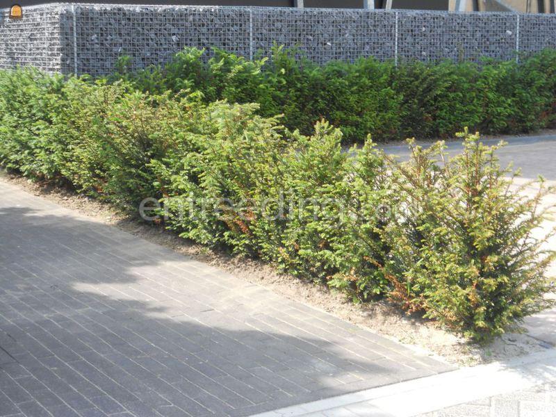 Tuinaanleg - groenaanleg en onderhoud