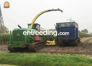 Maishakselen op rupsen Jo... Omgeving Maarssen