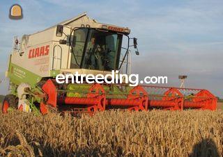Claas lexion 440 Omgeving Tholen