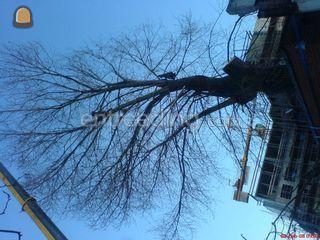 Ervaren boomspecialisten Omgeving Alphen a/d Rijn