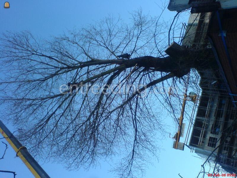 Ervaren boomspecialisten